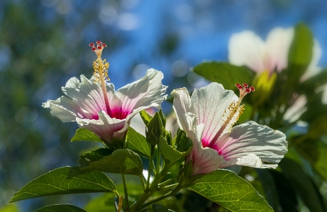 Hibiscus flower plant nature Photo