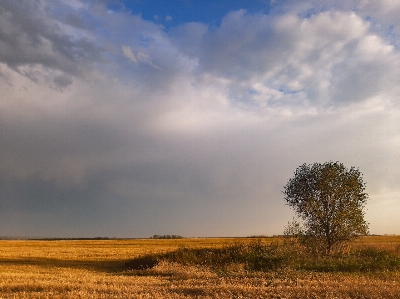 Harvest field summer ear Photo