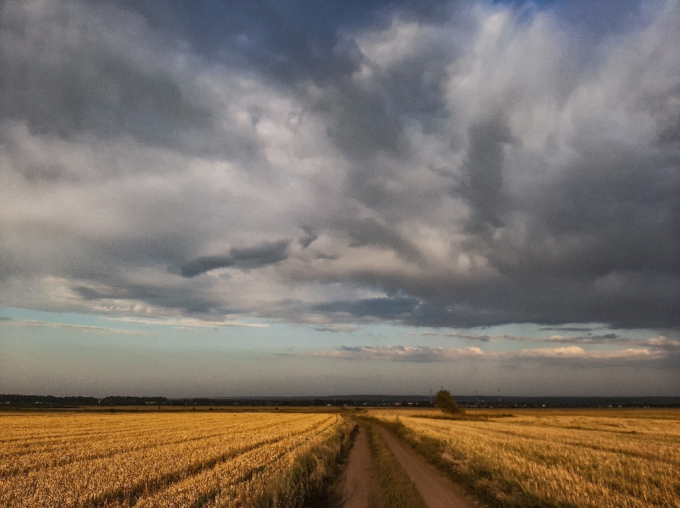 Harvest field summer ear