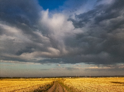 Harvest field summer ear Photo