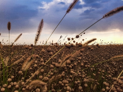 Harvest field summer ear Photo