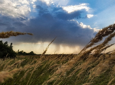 Harvest field summer ear Photo