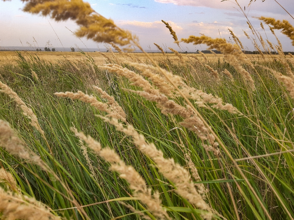 Harvest field summer ear