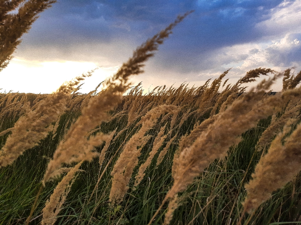 Harvest field summer ear