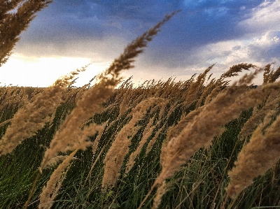 Harvest field summer ear Photo