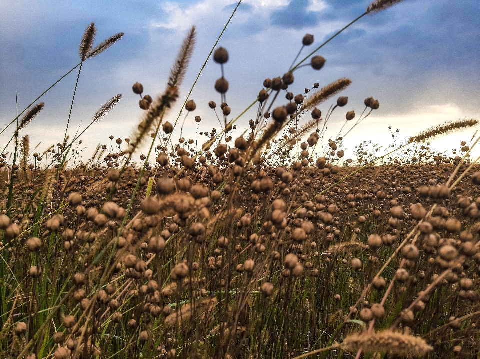 Harvest field summer ear