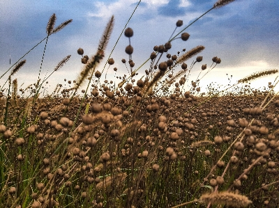 Harvest field summer ear Photo