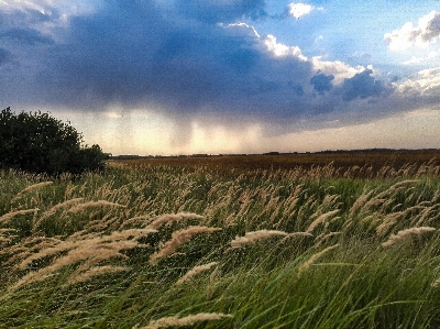 Harvest field summer ear Photo