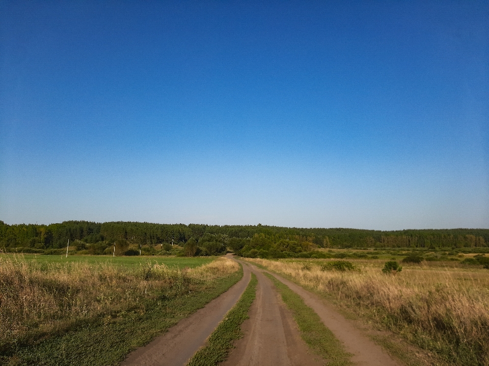 Harvest field summer ear