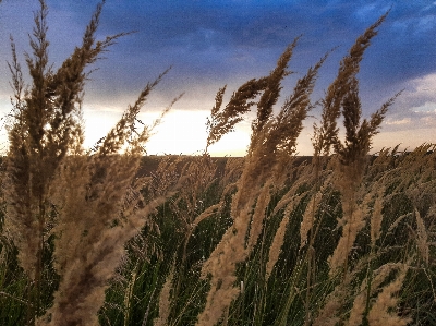 Harvest field summer ear Photo