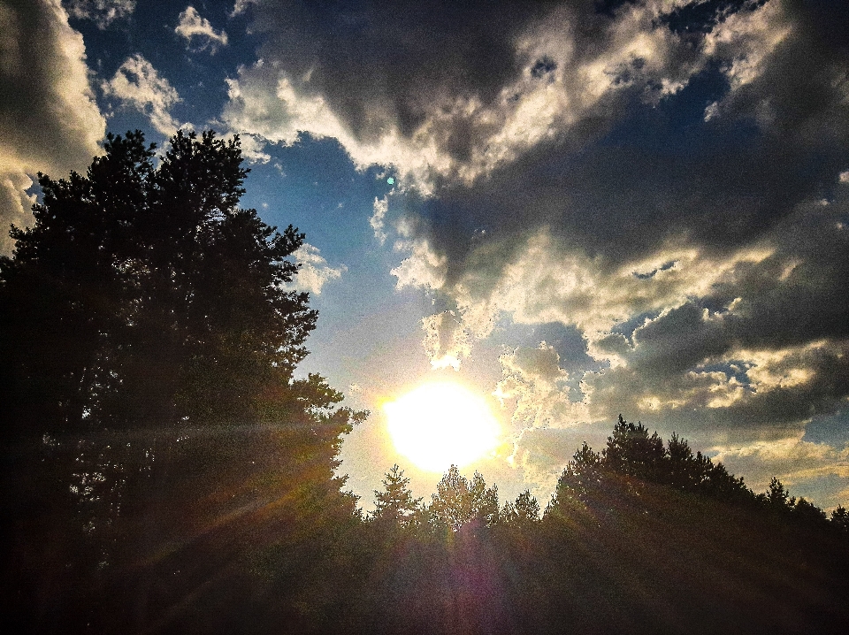 収穫 分野 夏 耳