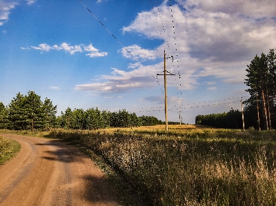 Harvest field summer ear Photo