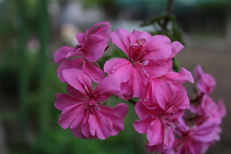 Flower plant petal pink Photo