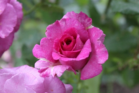 Rose flower plant botany Photo