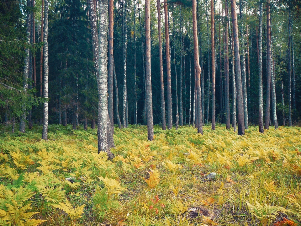 Imagens plantar pessoas na natureza
 árvore