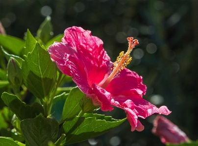 Hibiscus plant flower petal Photo