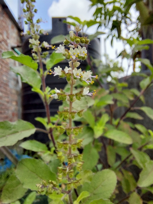 Fiori di basilico
 fiore pianta