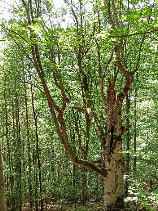 木 植物 植物群落
 自然の風景
