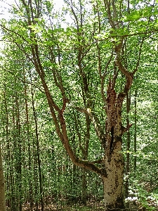 Wood plant community tree Photo