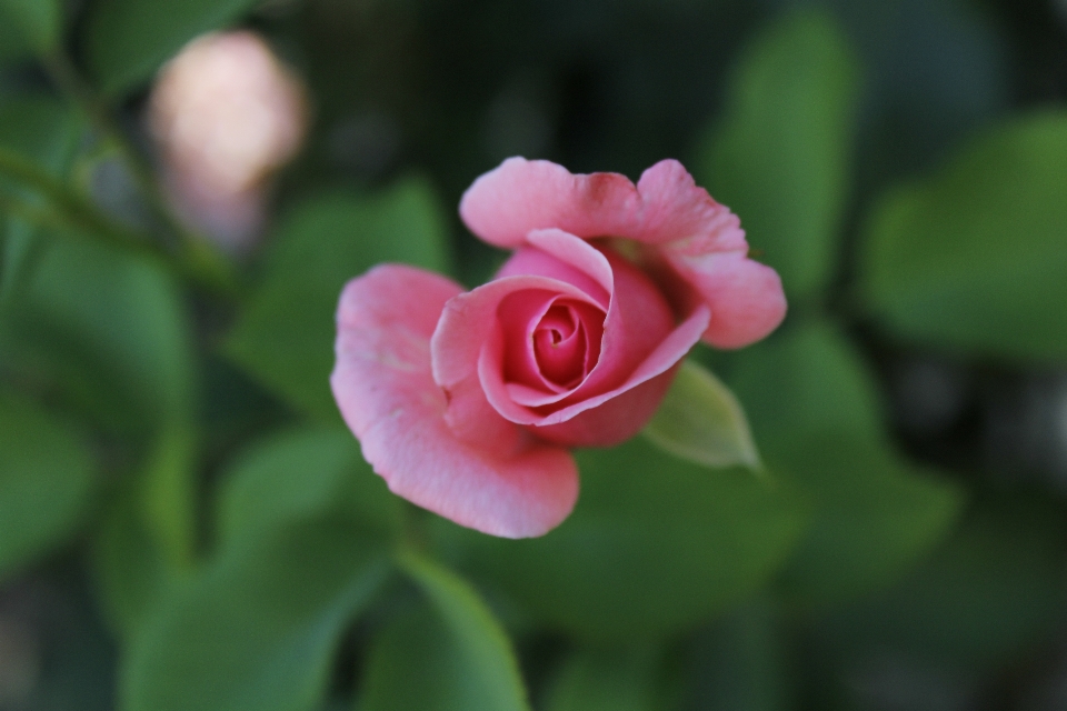 Rose flower plant petal