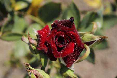 Rose flower plant petal Photo