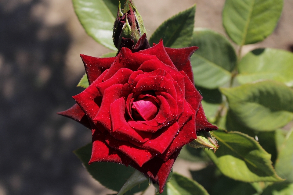 Rosa flor planta pétalo