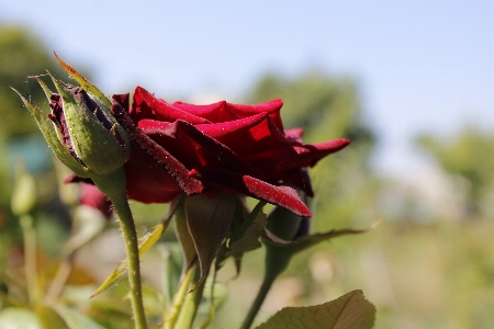 Rose flower plant petal Photo