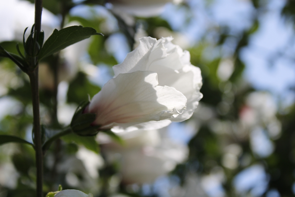 ハイビスカス 花 植物 空