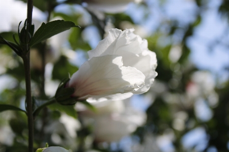 Hibiscus flower plant sky Photo