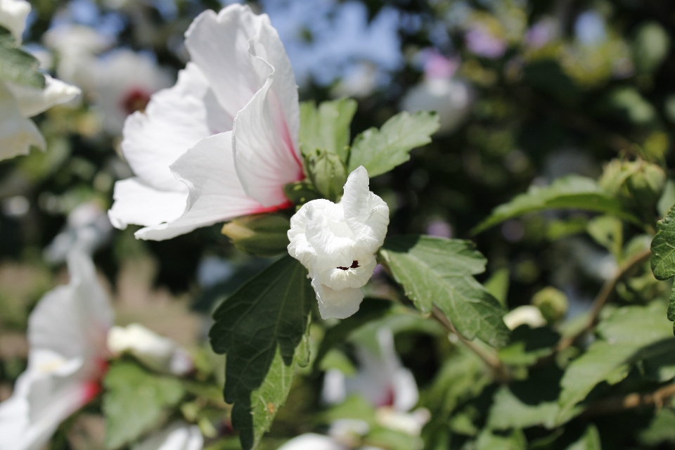 Ibisco fiore pianta petalo