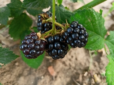 Foto Moras alimento bayas de boysen
 planta