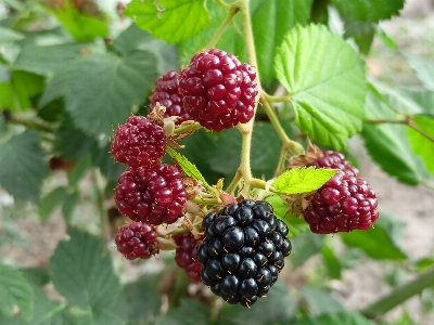 Foto Moras alimento bayas de boysen
 planta