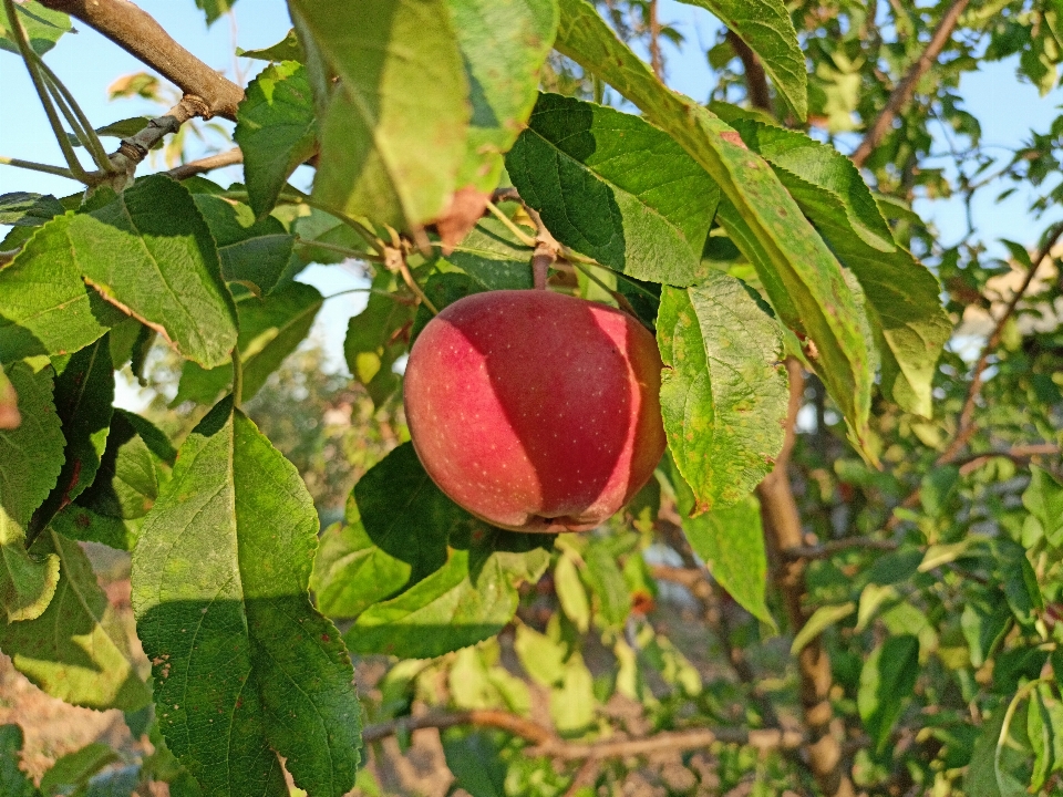 Apple yiyecek bitki meyve