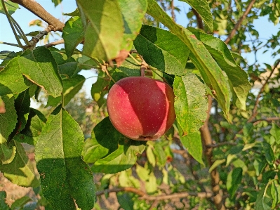 Apple essen anlage frucht Foto