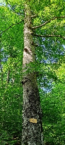 Holz anlage baum stamm Foto