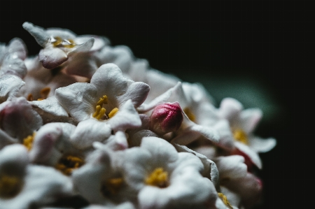 Foto Flor plantar pétala planta terrestre
