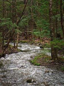 Plant water natural landscape fluvial landforms of streams Photo