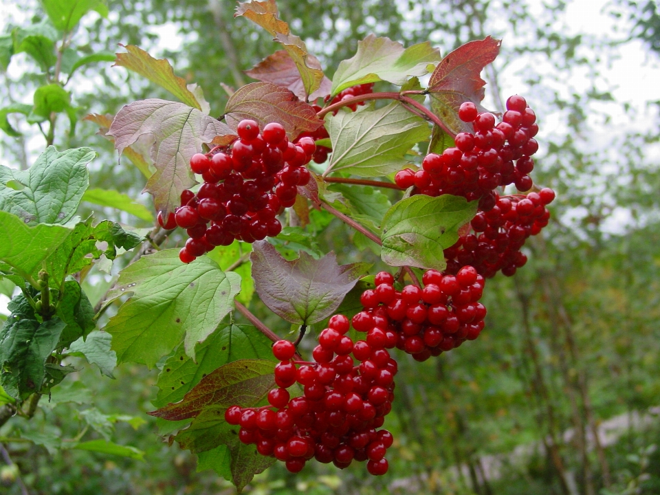 Bilder anlage frucht kernlose frucht
