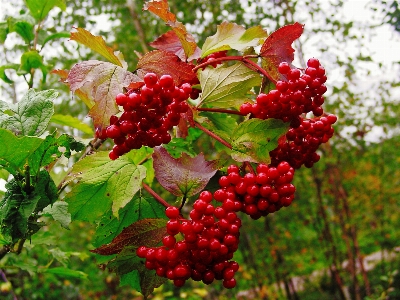 画像 植物 花 フルーツ 写真