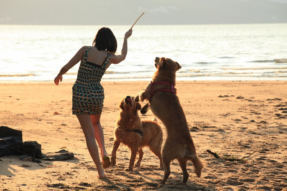 Anjing keemasan sungai air