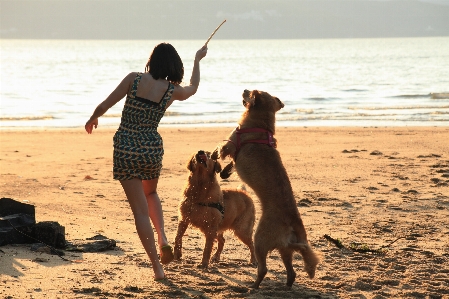 Foto Anjing keemasan sungai air