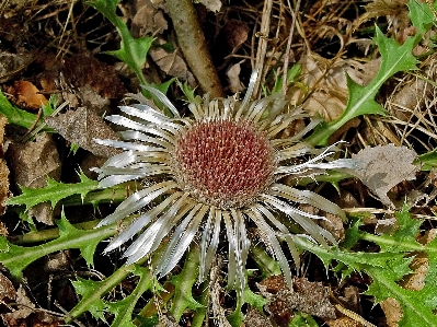 Nature thistle flower thorns Photo