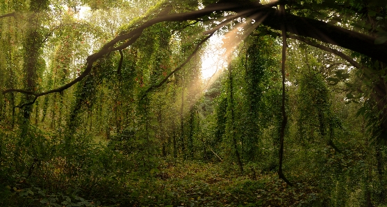 Foto Tanaman menjalar virginia
 pendakian hutan
