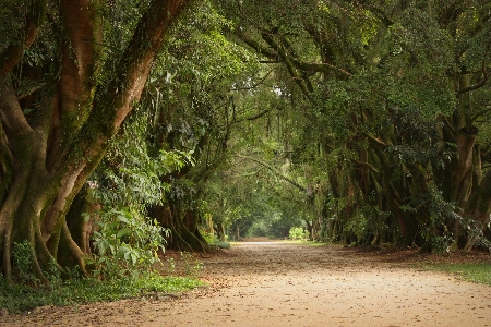 Path forest trees plants Photo