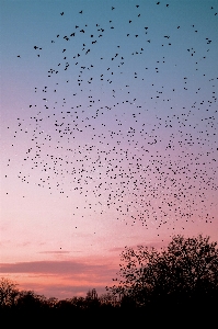 Foto Céu pássaro vertebrado
 crepúsculo