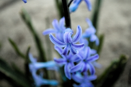 Hyacinth flower plant purple Photo