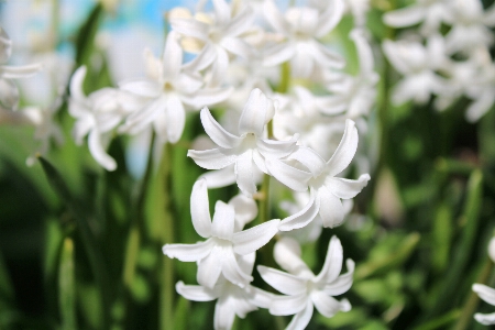 ヒヤシンス
 花 植物 花弁 写真