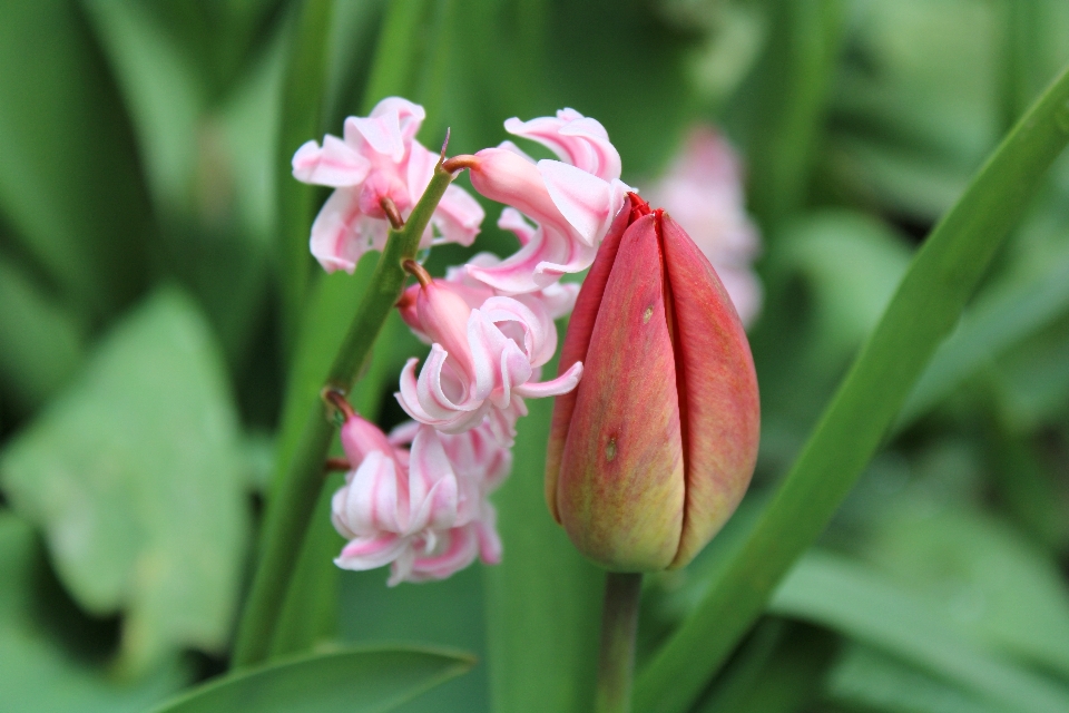 Hyacinth flower plant petal