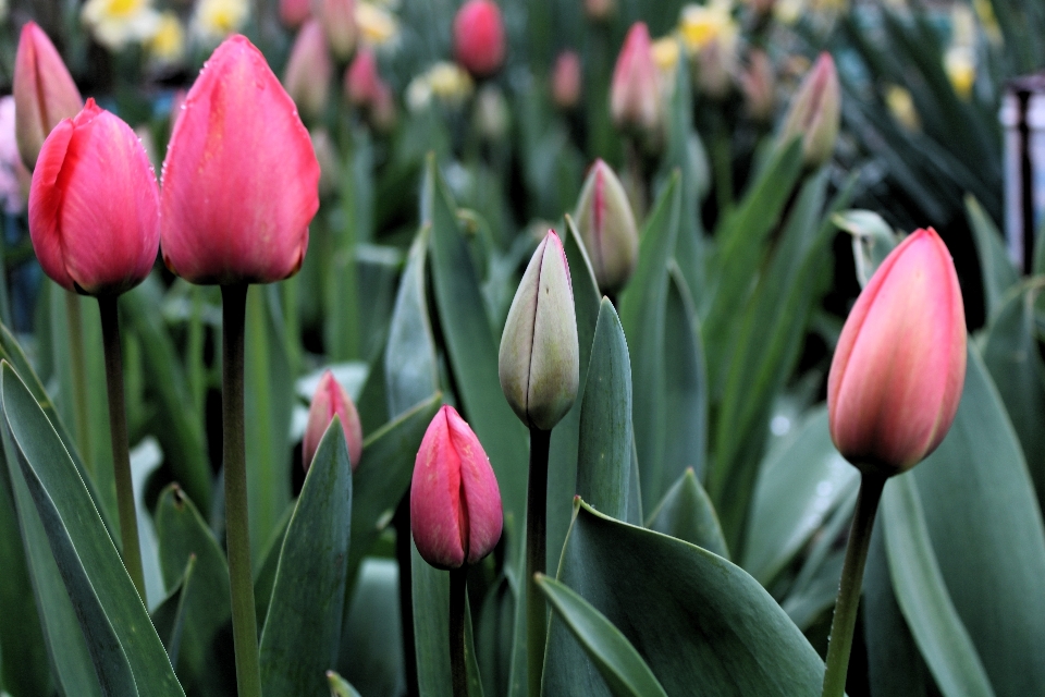 Tulips flower plant nature