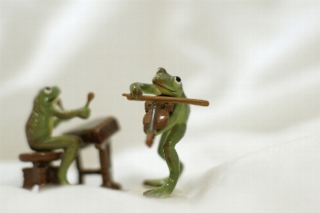 Frog duet music porcelain Photo